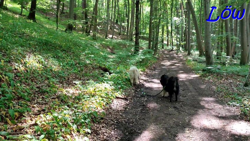 15.6.2023 - Weg Richtung Höhenstrasse